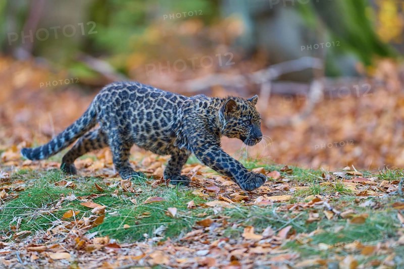 Indian leopard (Panthera pardus fusca), young animal in forest