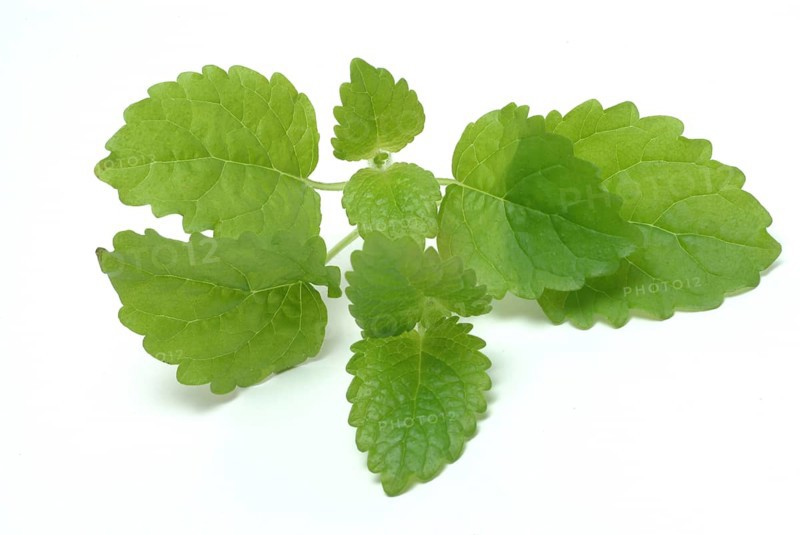 Lemon balm (Melissa officinalis) or melissa, family of the labiates, the foliage leaves, Melissae folium, are used as pharmaceutical drug, medicinal plant of the year 1988