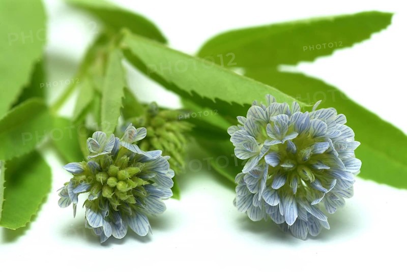 Flower of blue fenugreek, blue fenugreek, Trigonella caerulea, Meliotus coerulea, spice and medicinal plant