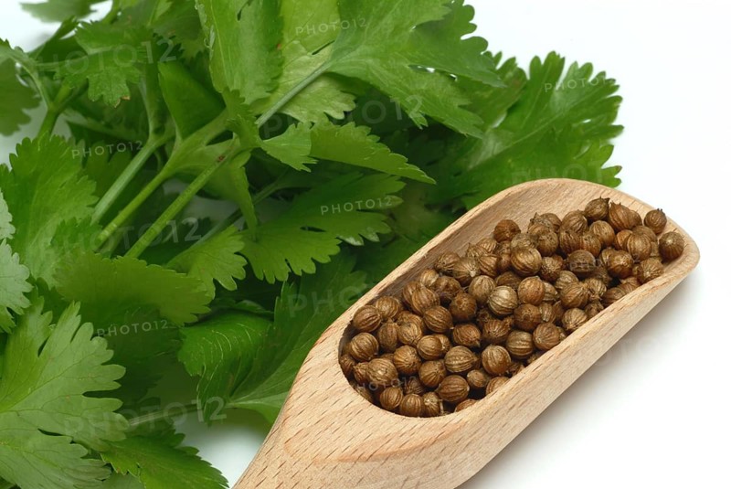 Coriander (Coriandrum sativum) (umbelliferae), leaves and seeds, plant species in the family, used as a spice and medicinal plant