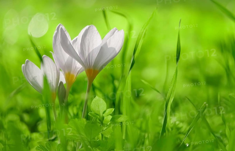 Autumn crocus (Colchium speciosum), September, Saxony, Germany, Europe
