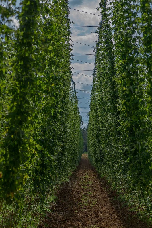 Climbing hop (Humulus lupulus) vines, hop cultivation in Herpersdorf, Middle Franconia, Bavaria, Germany, Europe