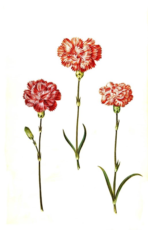 Clove pink (Dianthus caryophyllus) or noble carnation, in cultivated form usually garden carnation, Historic, digitally restored reproduction from a 19th century original