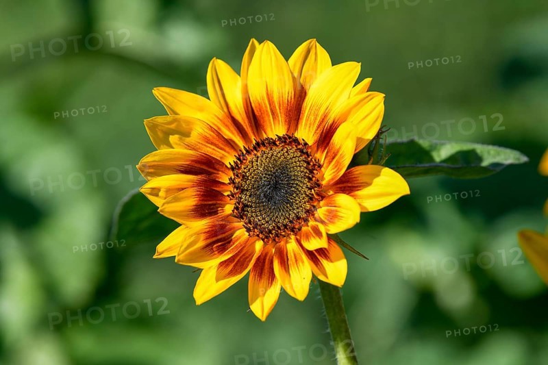 Sunflower, blossom, in a field near Bühl, district of Rastatt, Black Forest, Baden-Württemberg, Germany, Europe
