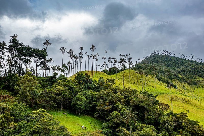Wax palms largest palms in the world, Cocora valley, Unesco site coffee cultural landscape, Salento, Colombia, South America