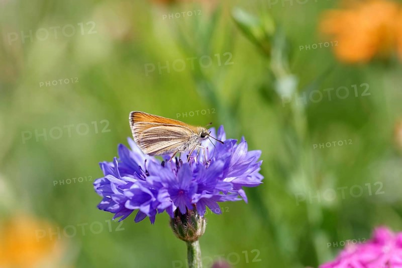Close-up, essex skipper (Thymelicus lineola), Butterfly, Cornflower, Fritillary, Nature, The Fritillary sucks nectar from the flower of a Cornflower