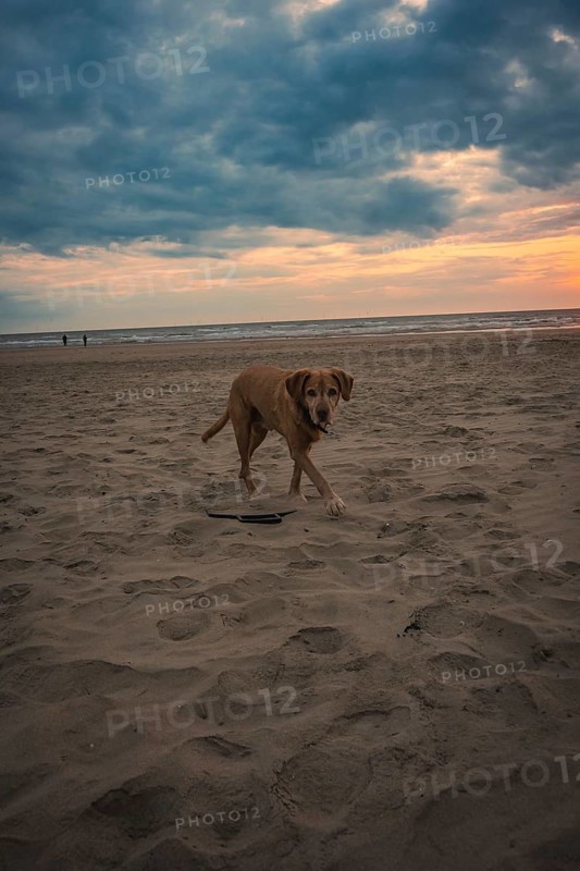 Dog on the beach at sunset, Zandvoort, Netherlands