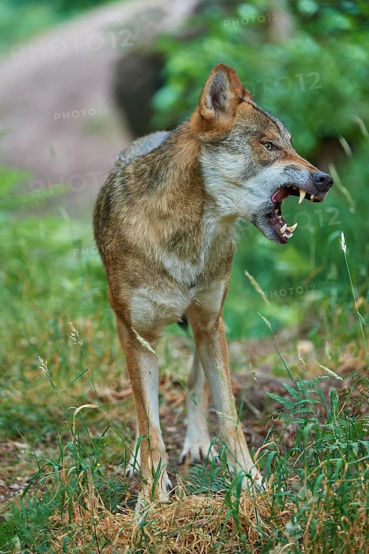 European gray wolf (Canis lupus), baring its teeth, summer, Germany, Europe