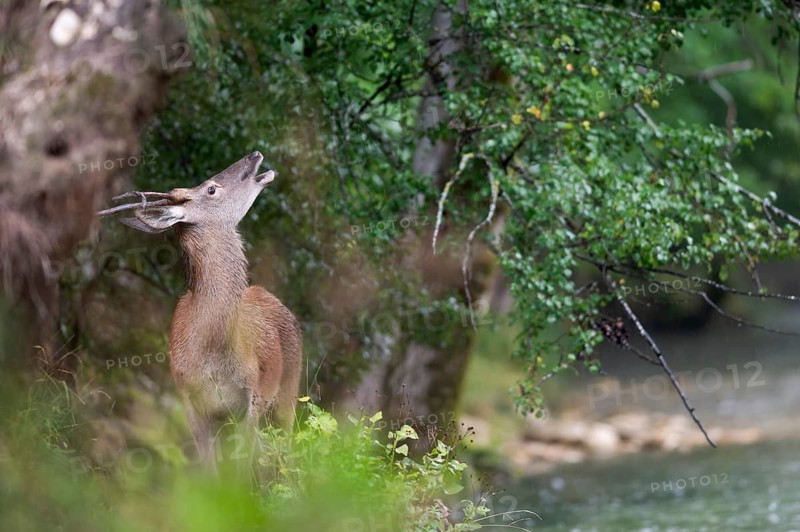 Red deer (Cervus elaphus), spit standing at the edge of the mountain river and looking upwards in the rutting season