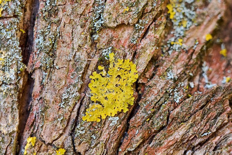 Detail of lichen growing on a crack willow (Salix fragilis) bark, Upper Palatinate, Bavaria, Germany, Europe
