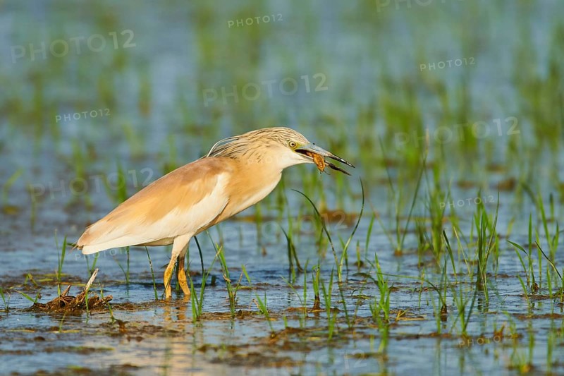 Squacco heron (Ardeola ralloides) in a paddy field, hunting, ebro delta, Catalonia, Spain, Europe