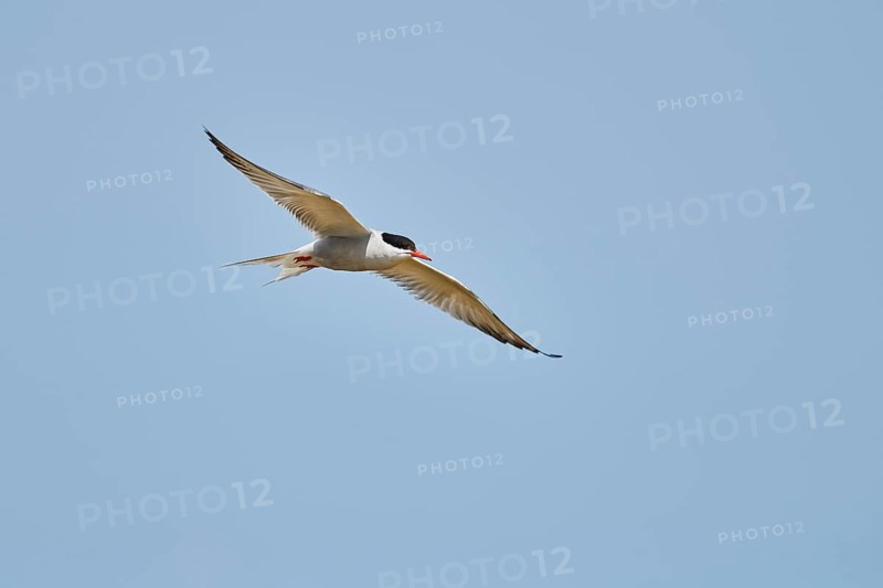 Elegant tern (Thalasseus elegans) flying in the sky above the sea, hunting, ebro delta, Catalonia, Spain, Europe