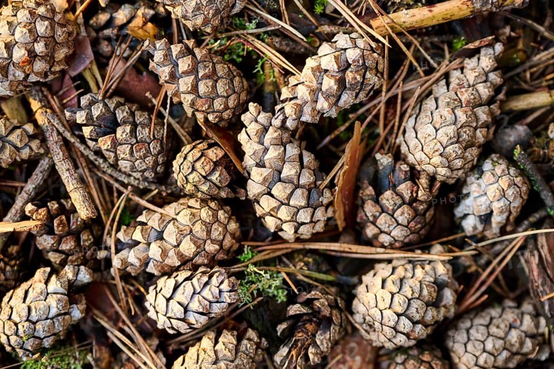Scots pine (Pinus sylvestris) cone, detail, Upper Palatinate, Bavaria, Germany, Europe