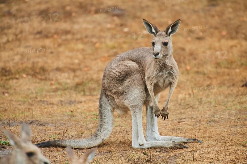 Eastern grey kangaroo (Macropus giganteus) standing on a tried up meadow, raining, Bavaria, Germany, Europe