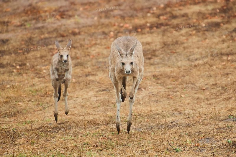 Eastern grey kangaroos (Macropus giganteus) jumping over on a tried up meadow, raining, Bavaria, Germany, Europe