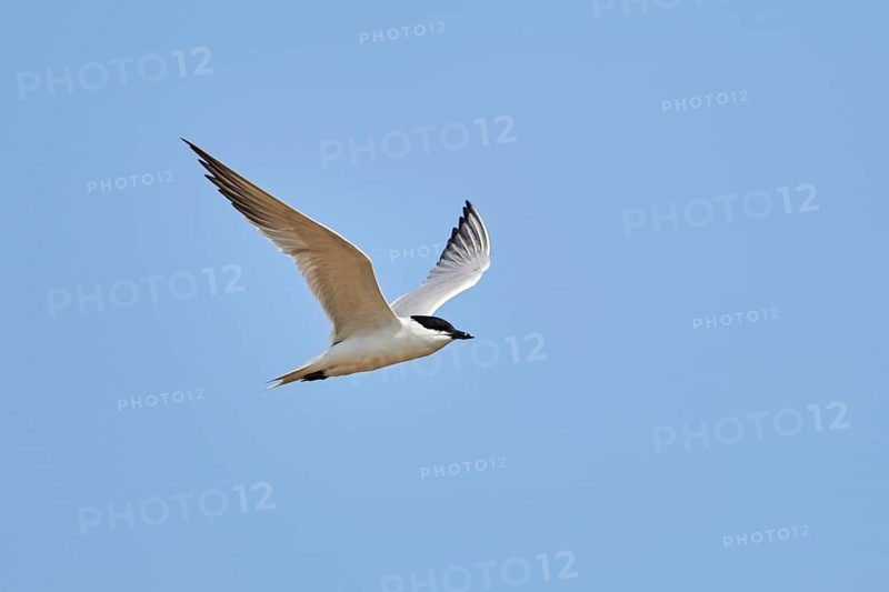 Gull-billed tern (Gelochelidon nilotica) flying in the sky, hunting, ebro delta, Catalonia, Spain, Europe