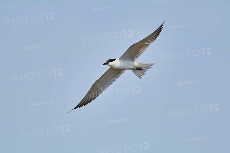 Gull-billed tern (Gelochelidon nilotica) flying in the sky, hunting, ebro delta, Catalonia, Spain, Europe