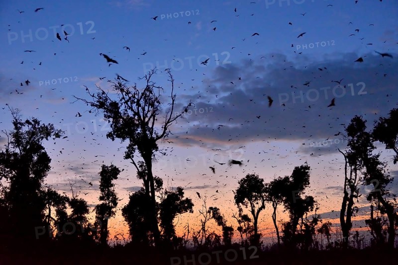 Straw-coloured Fruit Bats (Eidolon helvum), in flight at first light, Kasanka National Park, Zambia, Africa