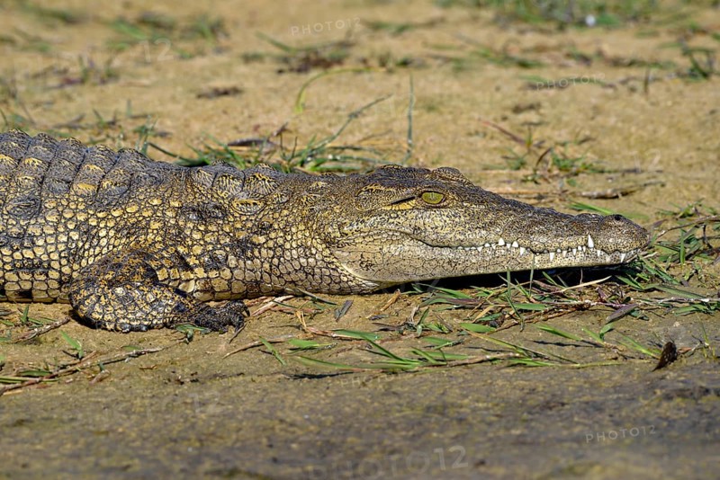 Nile crocodile (Crocodylus niloticus) lying on the shore, Gomoti Plains, Okavango Delta, Botswana, Africa
