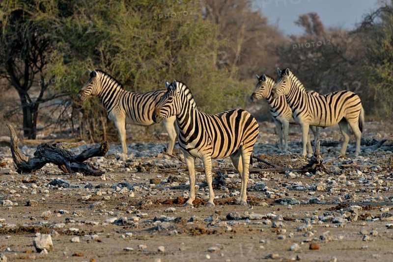Burchell's Zebras (Equus quagga burchelli), Etosha National Park, Namibia, Africa