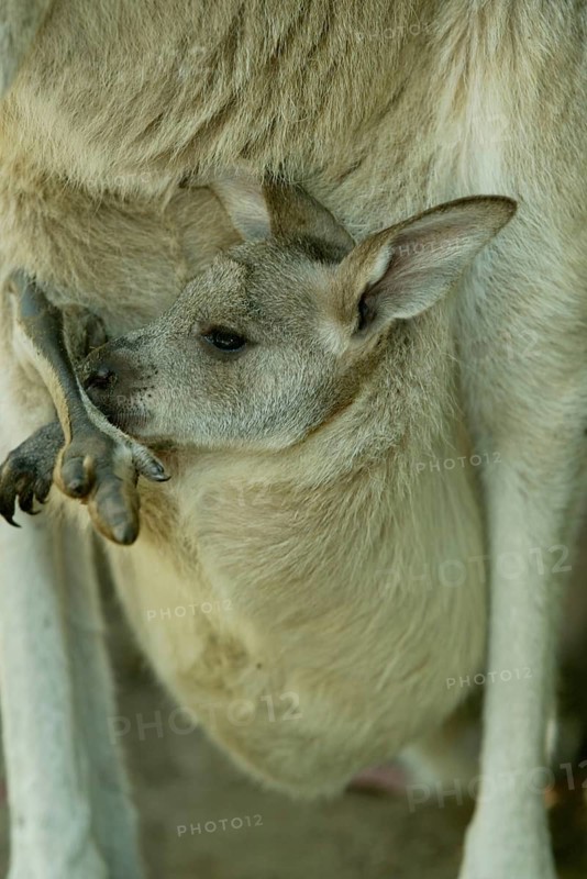 Eastern grey kangaroo (Macropus giganteus) pup, eastern grey kangaroo, Grey giant kangaroo pup in pouch, Australia, Oceania