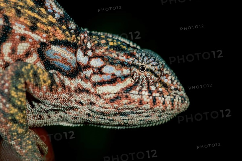 Jewel chameleon (Furcifer lateralis) (Chamaeleo lateralis), side, Madagascar, Africa