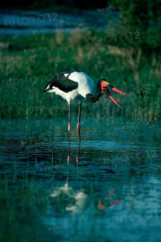 Saddle-bill Stork (Ephippiorhynchus senegalensis), Hwange national park, Zimbabwe, Africa