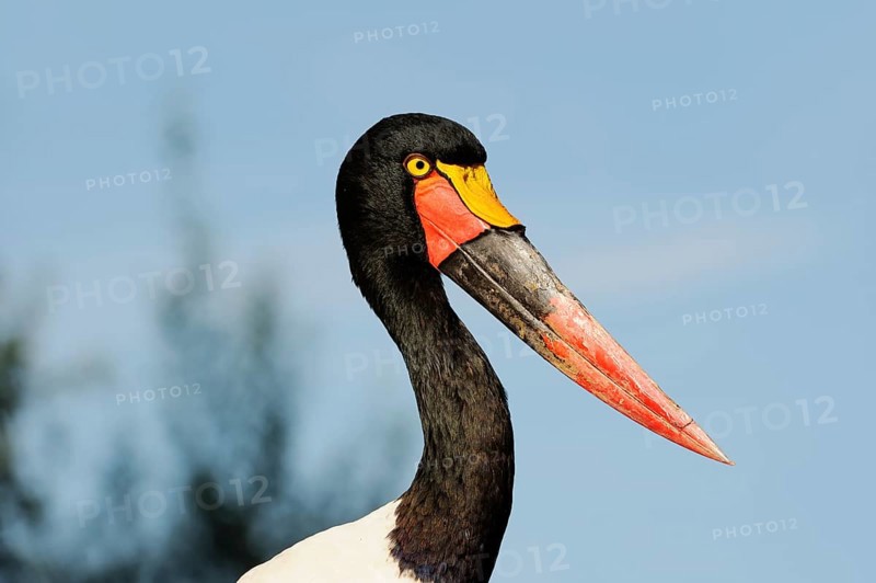 Saddle-billed stork (Ephippiorhynchus senegalensis), female, captive, occurrence in Africa