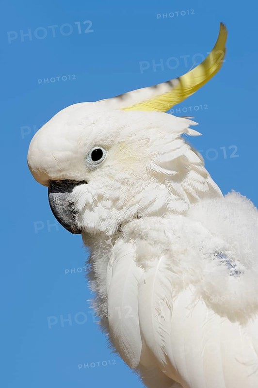 Middle yellow-crested cockatoo (Cacatua sulphurea abbotti), portrait, captive, occurring in Southeast Asia