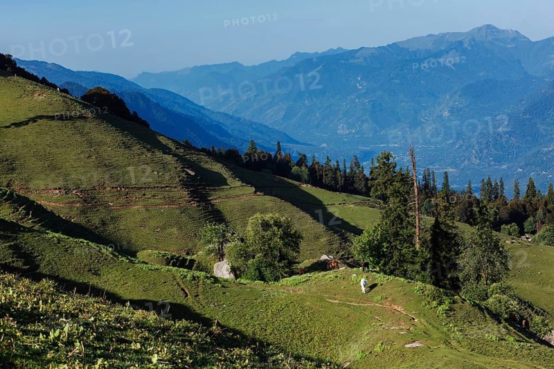 Horses grazing in Himalayas mountains. Near Manali, above Kullu Valley, Himachal Pradesh, India, Asia