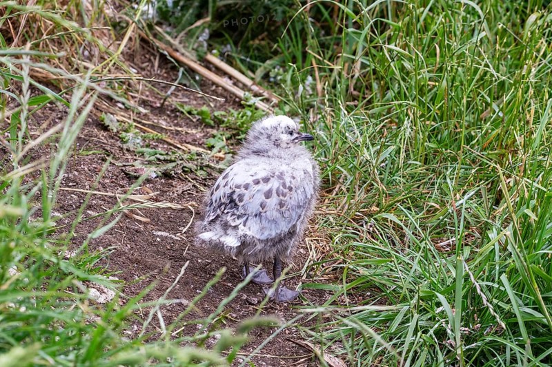 Gulls (Larinae), chicks, Otago Peninsula, New Zealand, Oceania