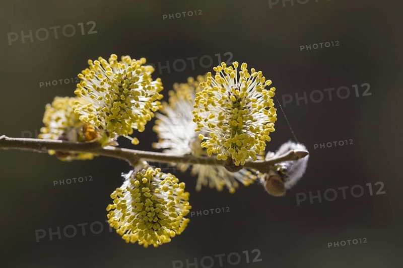 Goat willow, pussy willow (Salix caprea), great sallow close up of flowering yellow male catkins in spring
