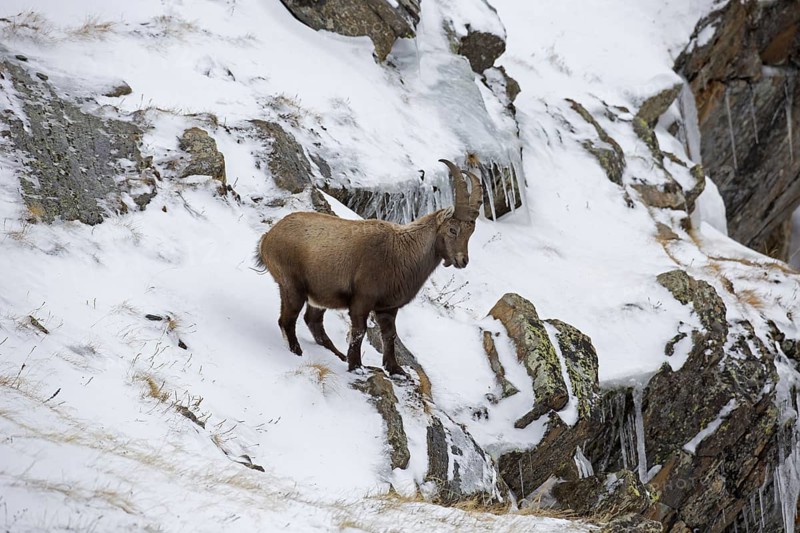 Alpine ibex (Capra ibex) young male with small horns foraging in rock face in the snow in winter, Gran Paradiso National Park, Italian Alps, Italy, Europe