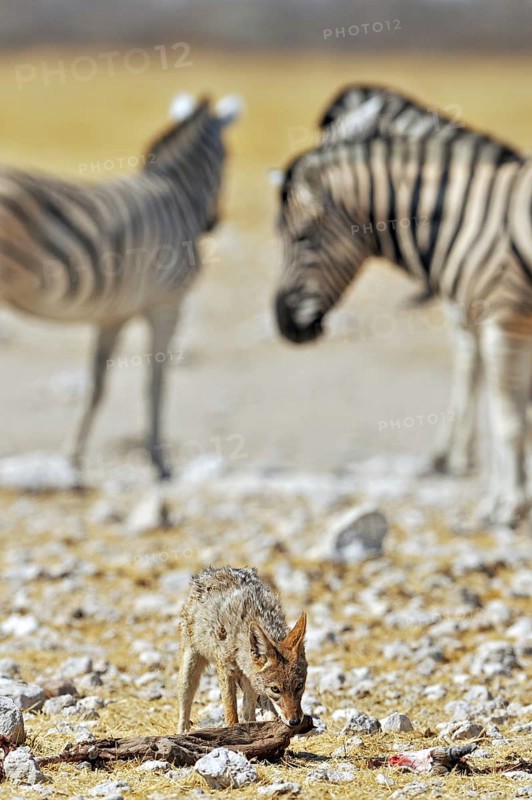 Black-backed jackal (Canis mesomelas) eating from antelope carcass among zebras, Etosha National Park, Namibia, Africa