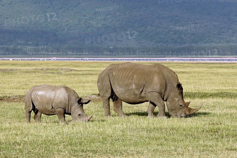 White rhinoceros (Ceratotherium simum) female with young grazing grass, Lake Nakuru National Park, Kenya, East Africa, Africa