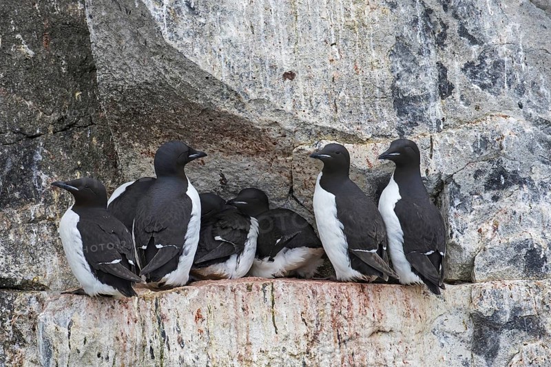 Thick-billed murres (Uria lomvia), Brünnich's guillemots on rock ledge in sea cliff in seabird colony, Alkefjellet, Hinlopenstreet, Svalbard, Norway, Europe