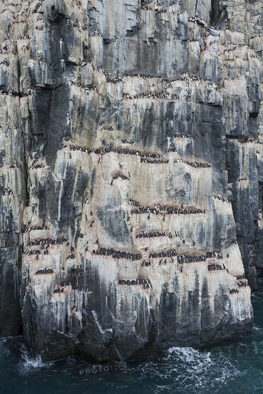 Alkefjellet, sea cliff housing seabird colony of thick-billed murres (Uria lomvia), Brünnich's guillemots at Hinlopenstretet, Svalbard, Norway, Europe