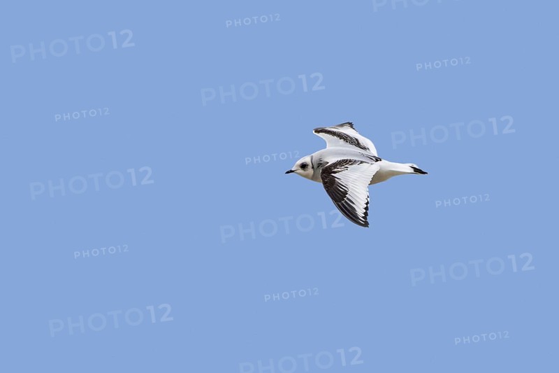 Ross's gull (Rhodostethia rosea) (Hydrocoloeus roseus) flying in non-breeding plumage, native to northernmost North America and northeast Siberia
