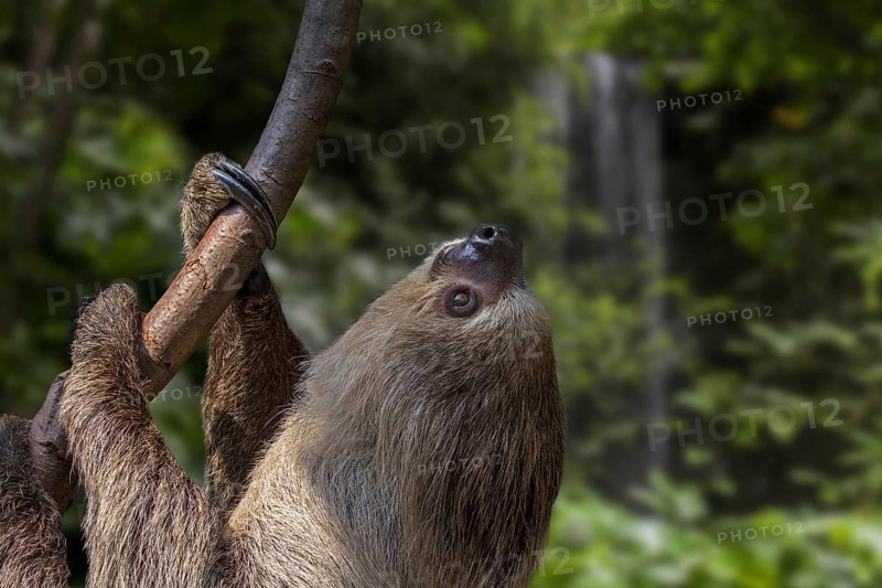 Linnaeus's two-toed sloth (Choloepus didactylus), southern two-toed sloth, Linne's two-toed sloth (Bradypus didactylus) climbing tree, South America