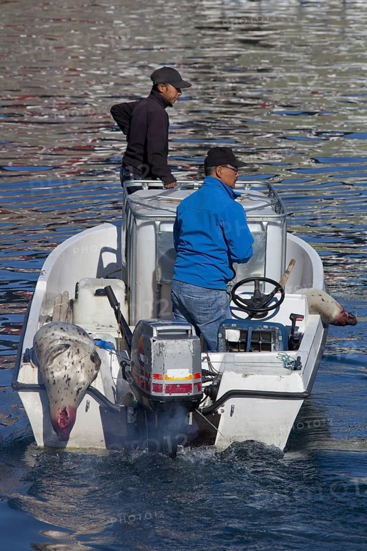 Shot Harp seals (Phoca groenlandica) in Inuit hunter's motorboat, Uummannaq, North-Greenland, Greenland, North America