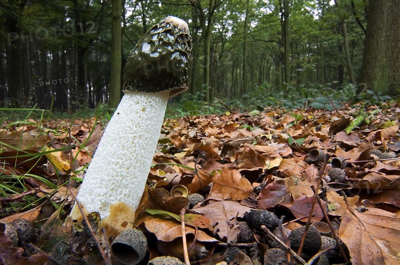 Common stinkhorn (Phallus impudicus), dickes-nipes in autumn forest
