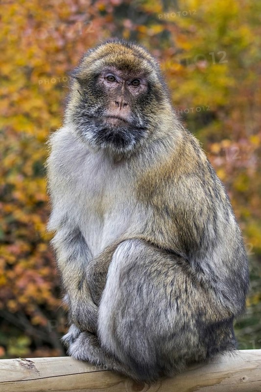Barbary macaque (Macaca sylvanus), Barbary ape, magot native to the Atlas Mountains of Algeria, Morocco and Gibraltar