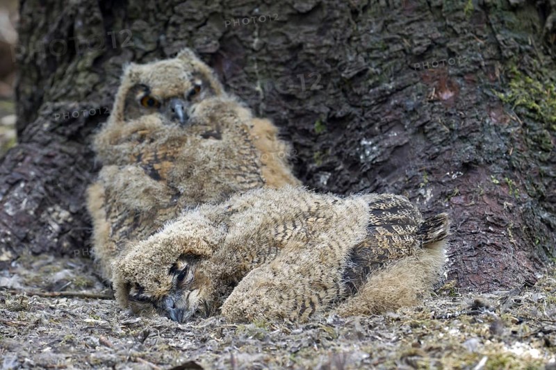 Two Eurasian eagle owl (Bubo bubo) chicks, owlets in exposed nest on the ground at base of pine tree in coniferous forest
