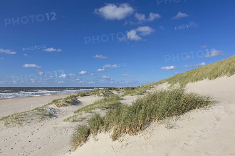 Beach and European marram grass (Ammophila arenaria), beachgrass in the dunes on Texel, West Frisian Island in the Wadden Sea, the Netherlands