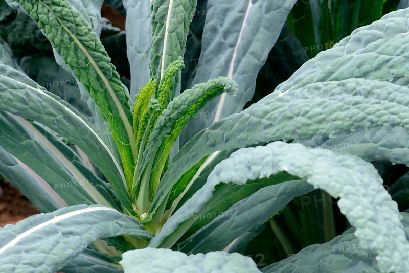 Brassica oleracea (Brassica oleracea var. palmifolia) Black cabbage, Cabbage, Vegetable cabbage, Tuscany, Italy, Europe