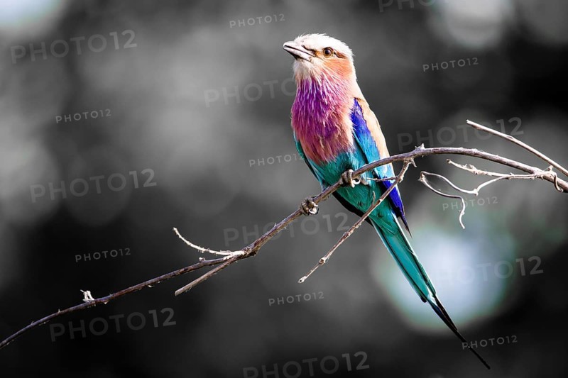 Lilac Breasted Roller (Coracias caudatus) perched on a twig against a desaturated background, Botswana, Africa