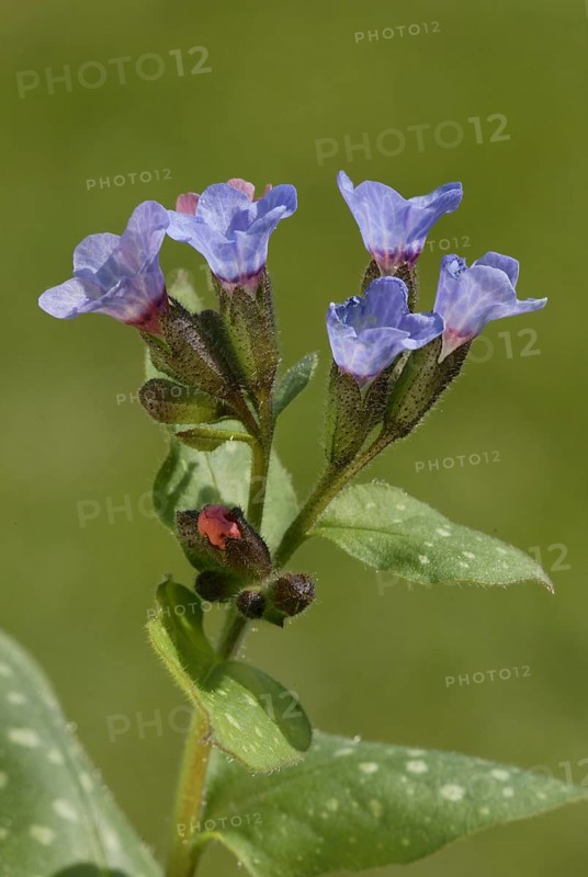 Lungwort (Pulmonaria officinalis)