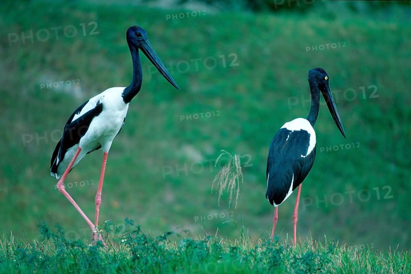 Black-necked Storks (Ephippiorhynchus asiaticus) (Xenorhynchus asiaticus)