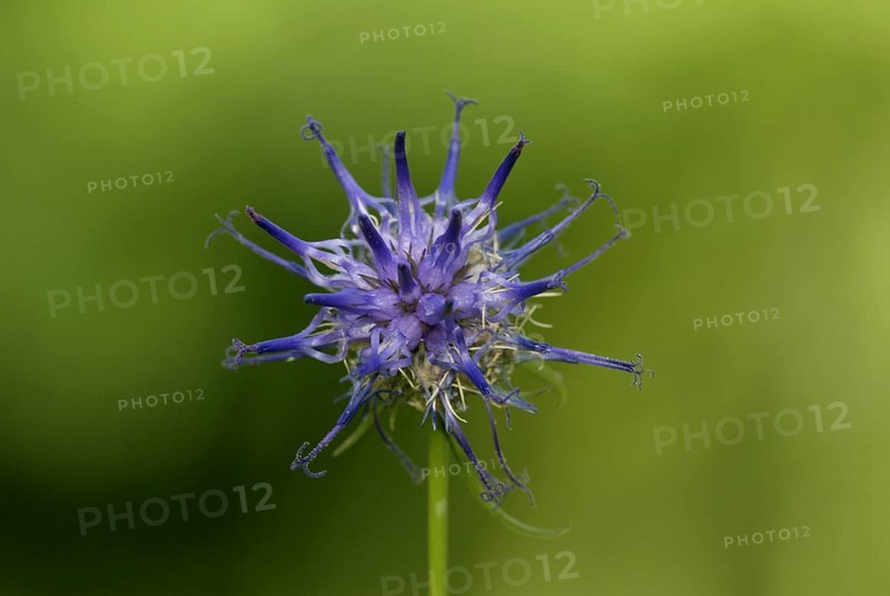 Horned horned rampion (Phyteuma scheuchzeri)