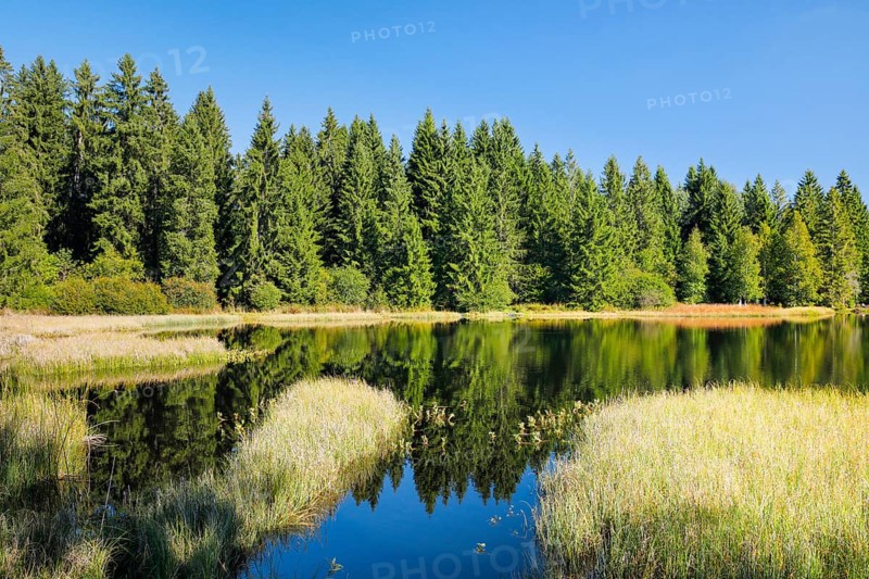 The forest along the shore of the Étang de la Gruère is reflected in the still waters of the moor lake, Canton Jura, Switzerland, Europe